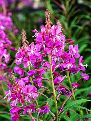 Травы, сборы, иван-чай