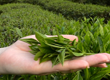 Как вкусно заварить чай Как вкусно заварить чай